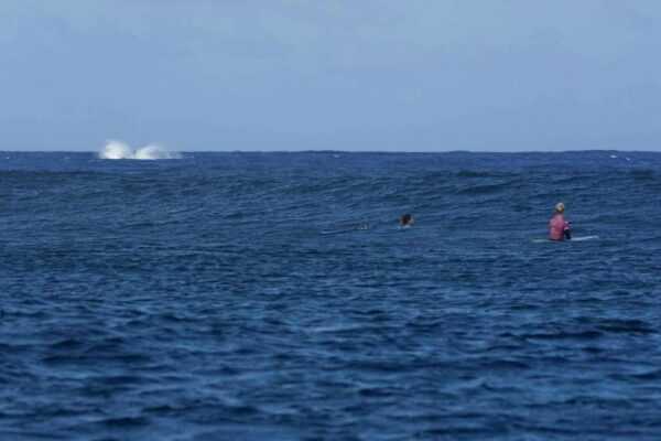 Baleia Gigante Interrompe Semifinal Olímpica de Surfe no Taiti